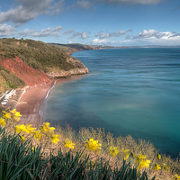 Buy canvas prints of  Daffodils on Babbacombe Downs Torquay by Rosie Spooner
