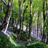 Buy canvas prints of  Bluebell Woods at Duloe near Looe in Cornwall by Rosie Spooner