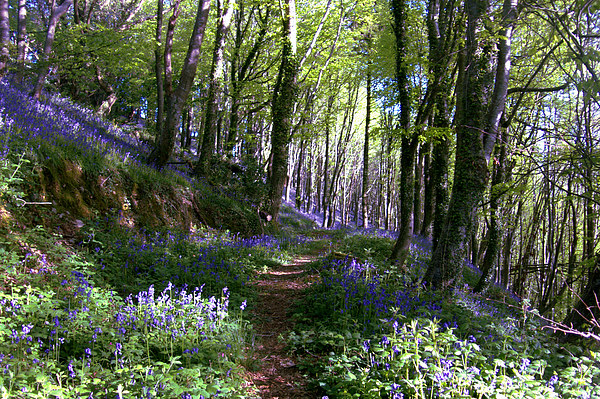  Pathway through the Bluebell Woods Picture Board by Rosie Spooner