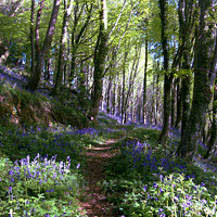 Buy canvas prints of  Pathway through the Bluebell Woods by Rosie Spooner