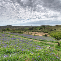 Buy canvas prints of  Bluebells at Holwell Lawn on Dartmoor by Rosie Spooner