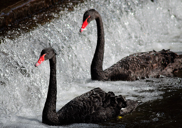  Black swans at Dawlish Picture Board by Rosie Spooner