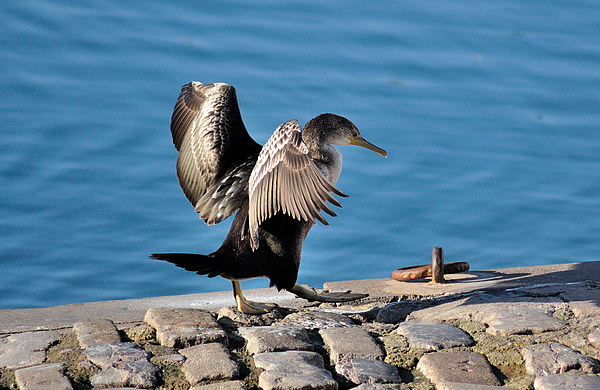 Young Cormorant drying off after a swim Picture Board by Rosie Spooner