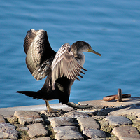 Buy canvas prints of Young Cormorant drying off after a swim by Rosie Spooner