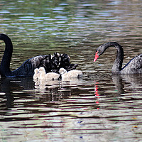 Buy canvas prints of Black Swan family with three cygnets at Dawlish by Rosie Spooner