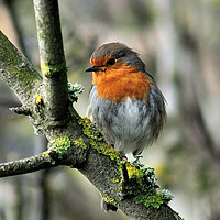 Buy canvas prints of Robin on a branch with lichen by Rosie Spooner