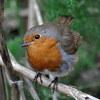 Buy canvas prints of Robin Redbreast with a beady eye by Rosie Spooner