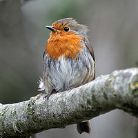 Buy canvas prints of Robin with ruffled feathers on a windy day  by Rosie Spooner