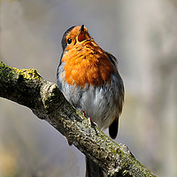 Buy canvas prints of Robin singing on a sunny day by Rosie Spooner