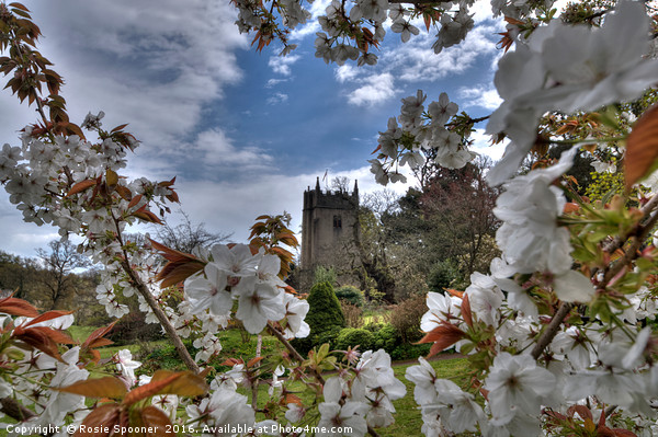 Cockington Church Torquay viewed through the spring blossom  Picture Board by Rosie Spooner