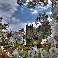 Buy canvas prints of Cockington Church Torquay viewed through the spring blossom  by Rosie Spooner