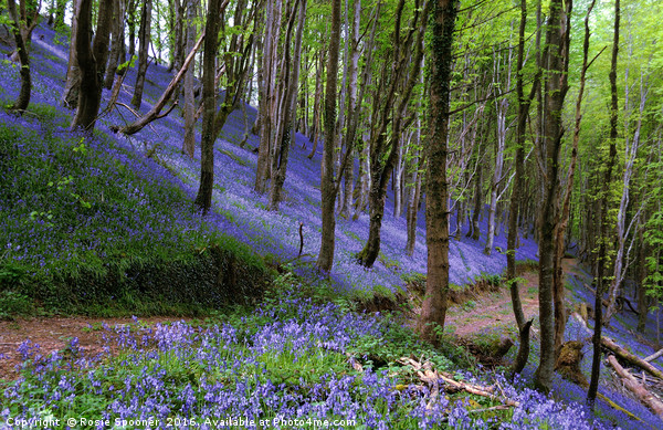 Path through the bluebell wood Picture Board by Rosie Spooner