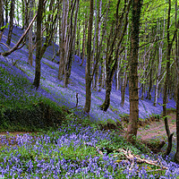 Buy canvas prints of Path through the bluebell wood by Rosie Spooner