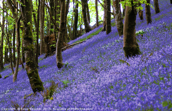 Bluebells on a hill Picture Board by Rosie Spooner