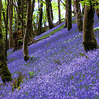 Buy canvas prints of Bluebells on a hill by Rosie Spooner