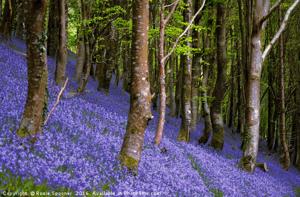 Bluebells in a sloping wood Picture Board by Rosie Spooner