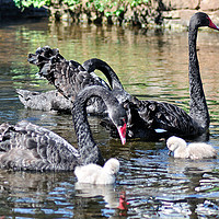 Buy canvas prints of Black Swans and four day old cygnets at Dawlish by Rosie Spooner
