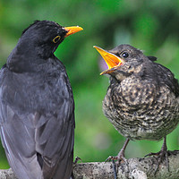 Buy canvas prints of Young blackbird waiting for food from daddy by Rosie Spooner