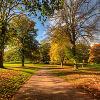Buy canvas prints of Autumn Walk at Cockington Country Park in Torquay by Rosie Spooner