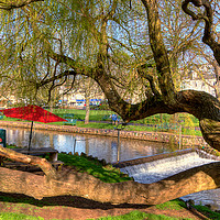 Buy canvas prints of Twisted tree by Dawlish brook early morning by Rosie Spooner