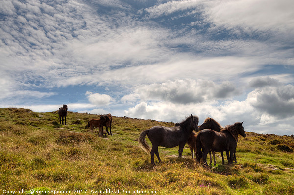 Ponies on Dartmoor Picture Board by Rosie Spooner