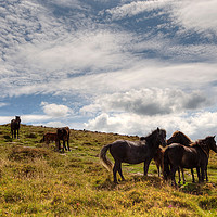 Buy canvas prints of Ponies on Dartmoor by Rosie Spooner