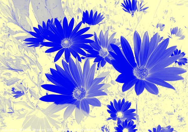 Blue daisies on a cream background Picture Board by Rosie Spooner