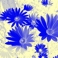 Buy canvas prints of Blue daisies on a cream background by Rosie Spooner
