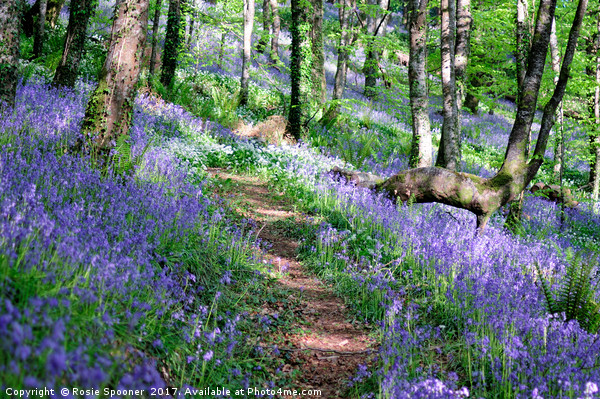 Bluebell wood in Cornwall Picture Board by Rosie Spooner