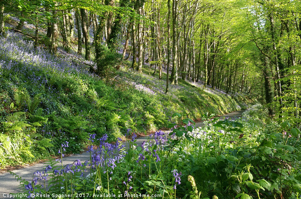 Road through the Bluebell Wood Picture Board by Rosie Spooner