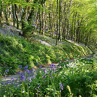 Buy canvas prints of Road through the Bluebell Wood by Rosie Spooner