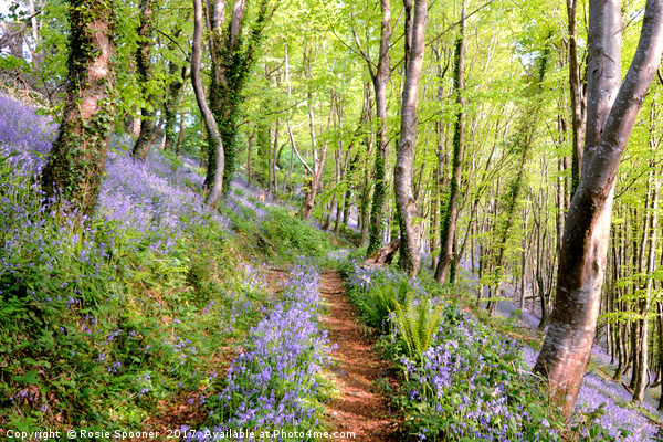 Bluebell Woods in Cornwall Picture Board by Rosie Spooner