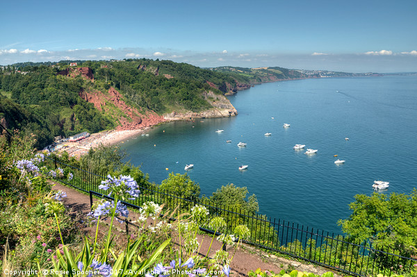 Busy day in Babbacombe Bay and Oddicombe  Beach  Picture Board by Rosie Spooner