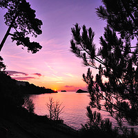 Buy canvas prints of Sunrise at Meadfoot Beach  though  the fir trees by Rosie Spooner