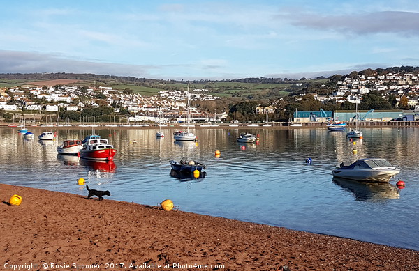 Bright sunny morning on the River Teign at Shaldon Picture Board by Rosie Spooner