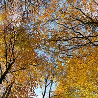 Buy canvas prints of Looking up at autumn by Rosie Spooner