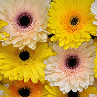 Buy canvas prints of Colourful gerbera daisies  by Rosie Spooner
