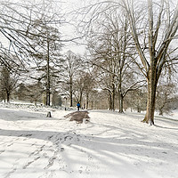 Buy canvas prints of Snowy day at Cockington Country Park in Torquay by Rosie Spooner