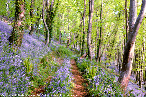 Bluebells woods near  Looe in South East Cornwall Picture Board by Rosie Spooner