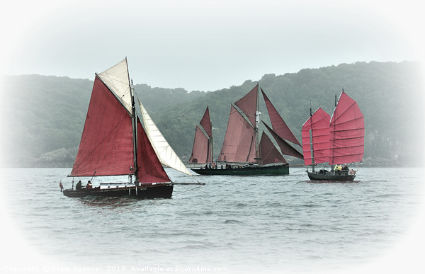Brixham Heritage sailing boats  Picture Board by Rosie Spooner
