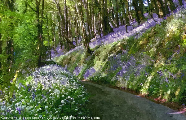 Driving through the bluebells woods near Looe Picture Board by Rosie Spooner