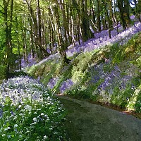Buy canvas prints of Driving through the bluebells woods near Looe by Rosie Spooner