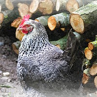 Buy canvas prints of Chicken by the Woodpile by Rosie Spooner