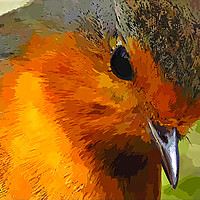 Buy canvas prints of A beautiful close up view of a robin  by Rosie Spooner