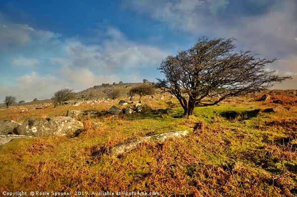 Stowes Hill and wind blown tree on Bodmin Moor Picture Board by Rosie Spooner
