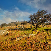 Buy canvas prints of Stowes Hill and wind blown tree on Bodmin Moor by Rosie Spooner