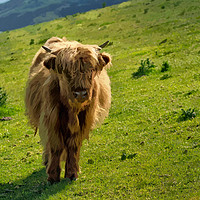Buy canvas prints of Young Highland Cow by Rosie Spooner