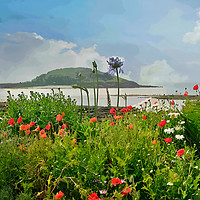 Buy canvas prints of Poppies at Looe looking towards Looe island by Rosie Spooner