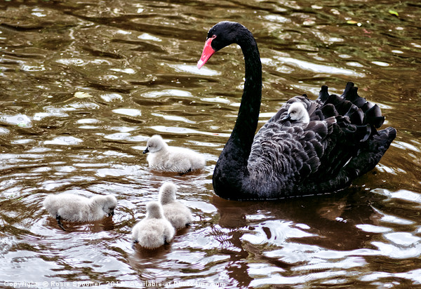 Four day old Black Swan cygnets at Dawlish Brook Picture Board by Rosie Spooner