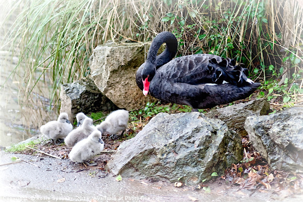 Black Swan Cygnets at Dawlish Brook in South Devon Picture Board by Rosie Spooner